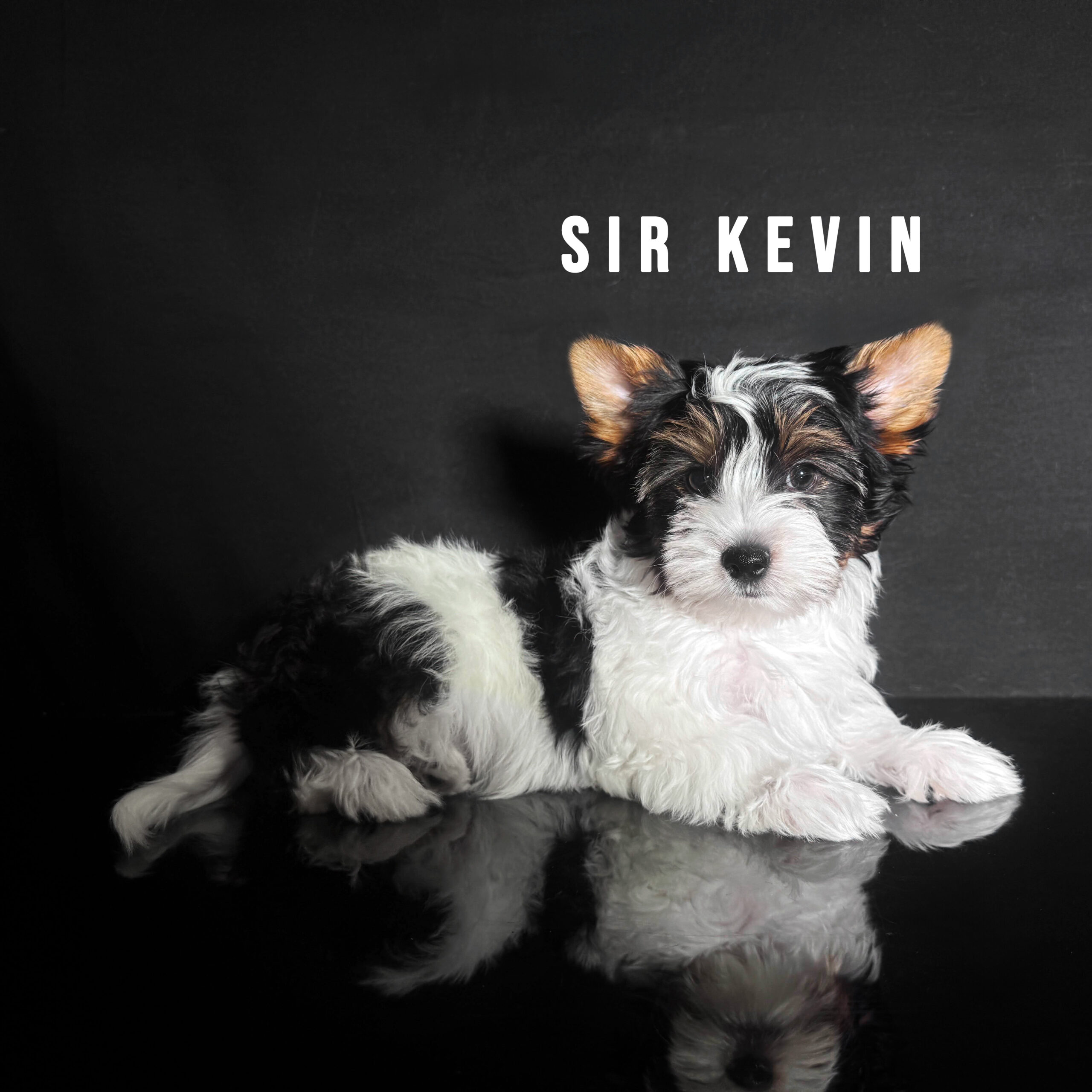 Biewer Terrier Puppy Boy Sir Kevin