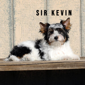 Biewer Terrier Puppy Boy Sir Kevin