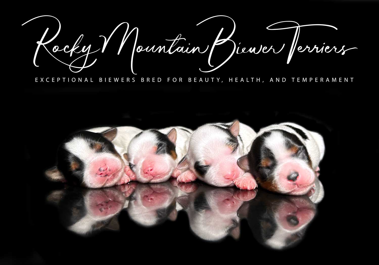 Biewer Terrier Puppy Boy Sir Phillip