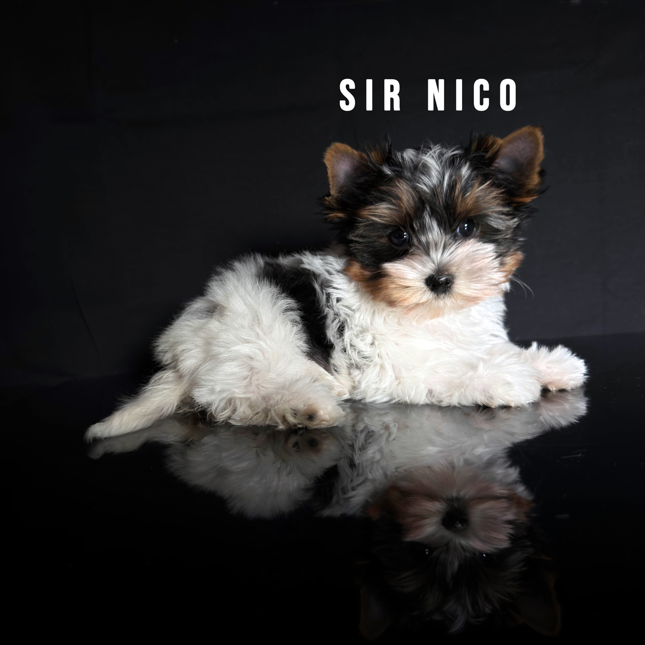 Biewer Terrier Puppy Boy Sir Nico - Image 2