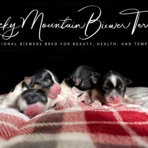 Biewer Terrier Puppy Boy Sir Sunny