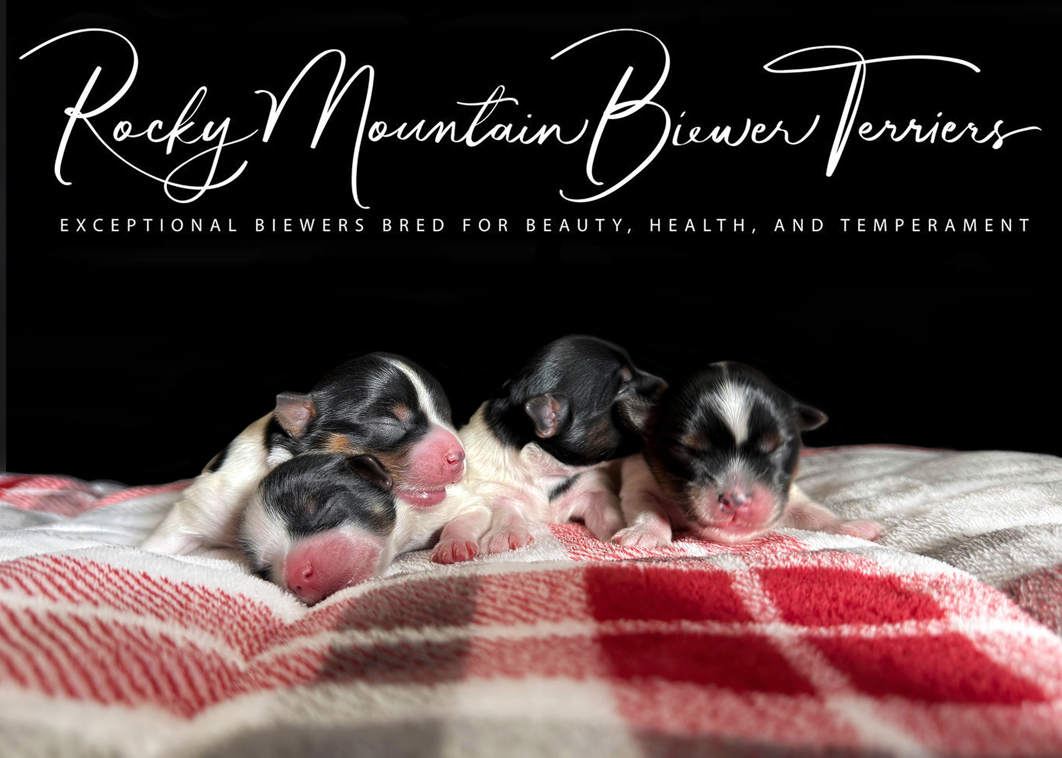 Biewer Terrier Puppy Boy Sir Spencer