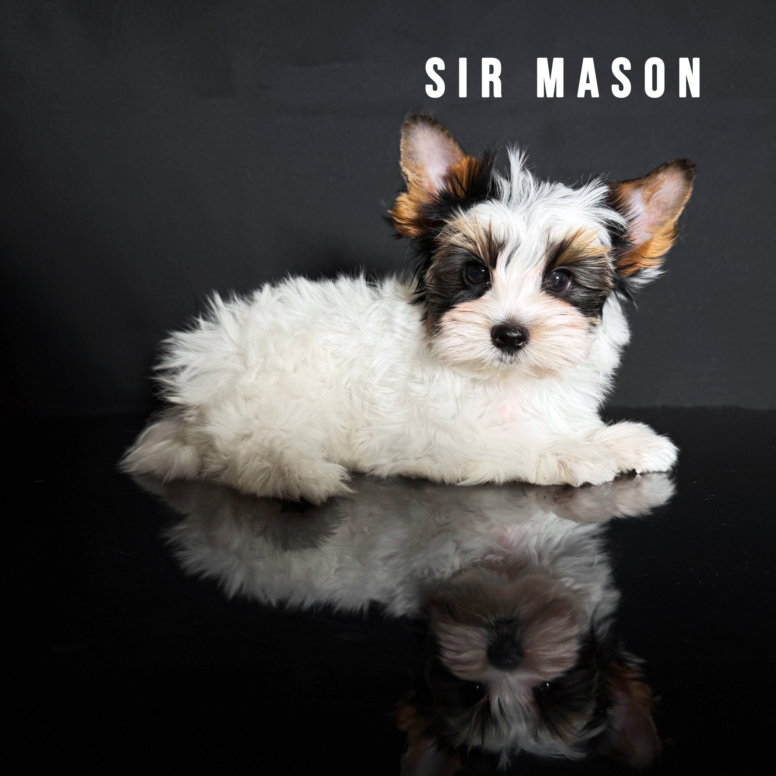 Biewer Terrier Puppy Boy Sir Mason