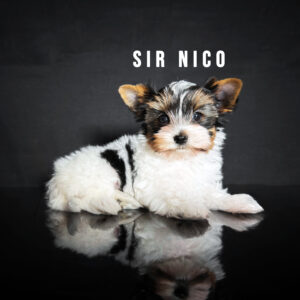 Biewer Terrier Puppy Boy Sir Nico