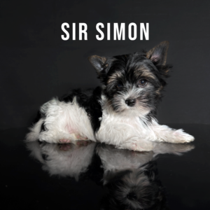 Biewer Terrier Puppy Boy Sir Simon