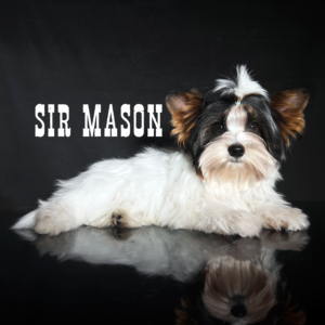 Biewer Terrier Puppy Boy Sir Mason
