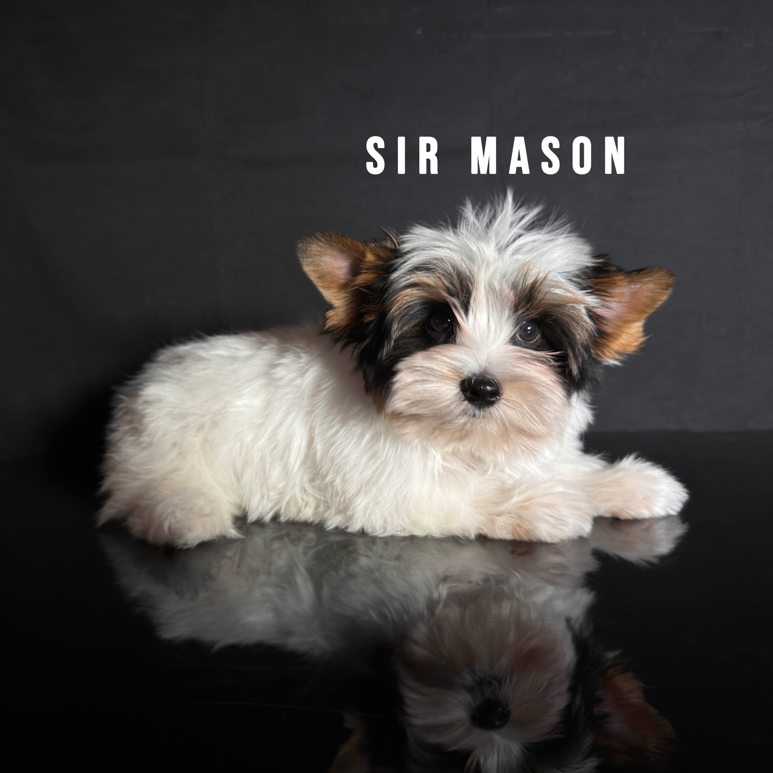 Biewer Terrier Puppy Boy Sir Mason - Image 2