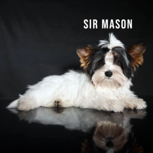 Biewer Terrier Puppy Boy Sir Mason