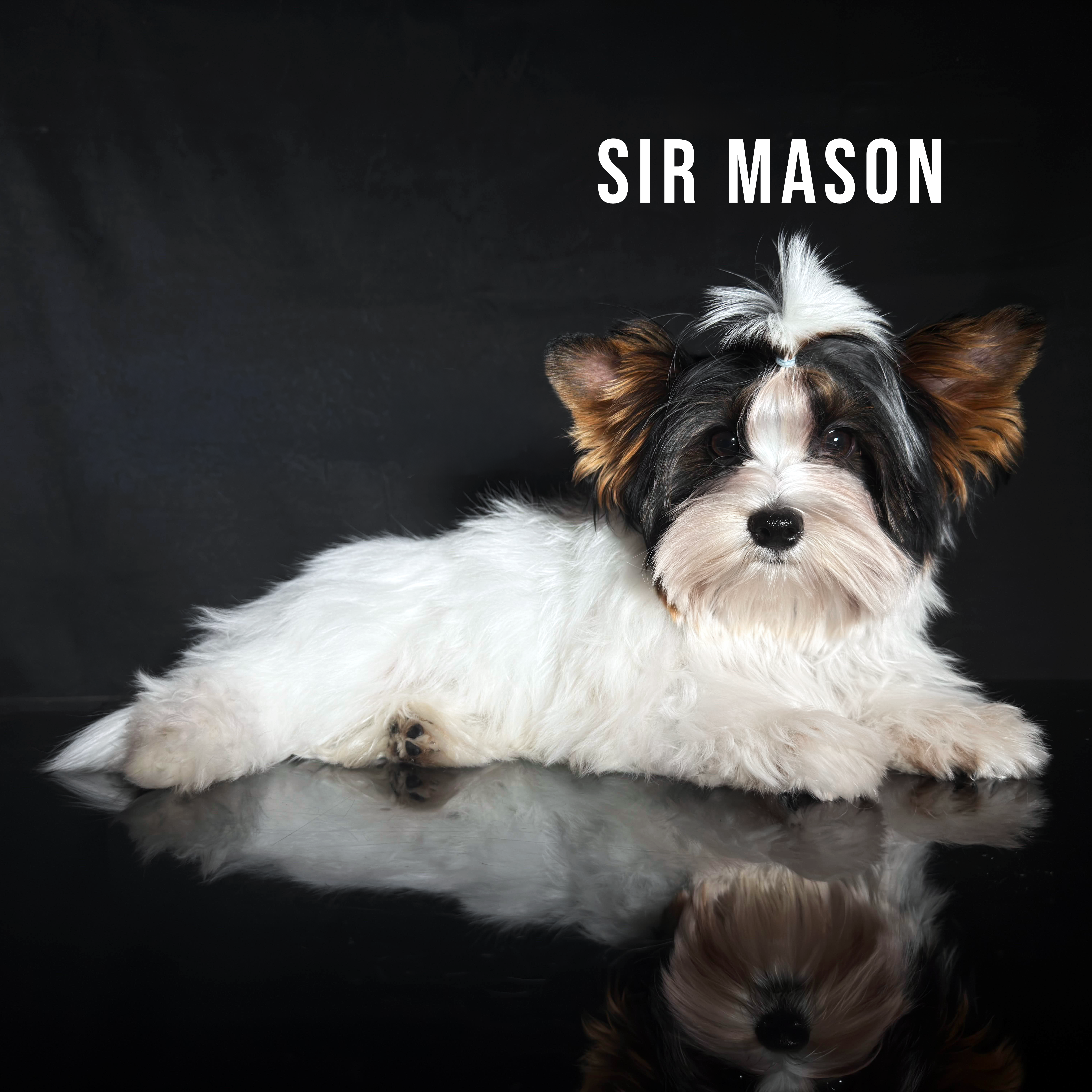 Biewer Terrier Puppy Boy Sir Mason