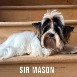Biewer Terrier Puppy Boy Sir Mason