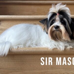 Biewer Terrier Puppy Boy Sir Mason