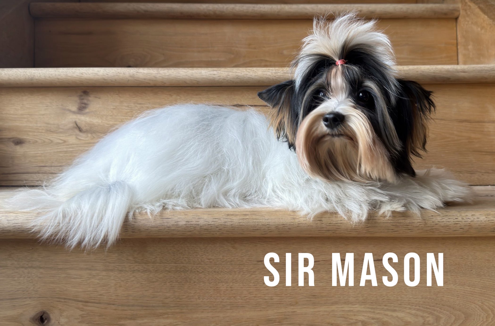 Biewer Terrier Puppy Boy Sir Mason