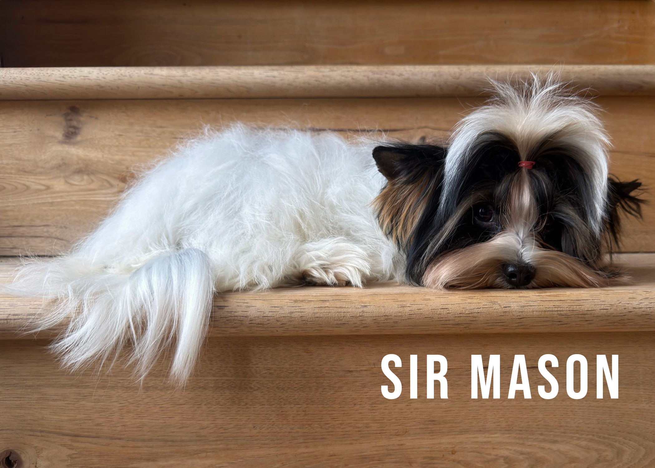 Biewer Terrier Puppy Boy Sir Mason - Image 2