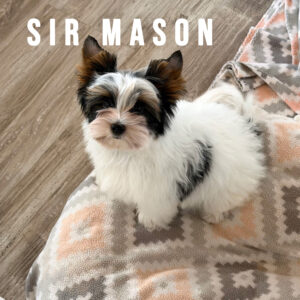 Biewer Terrier Puppy Boy Sir Mason