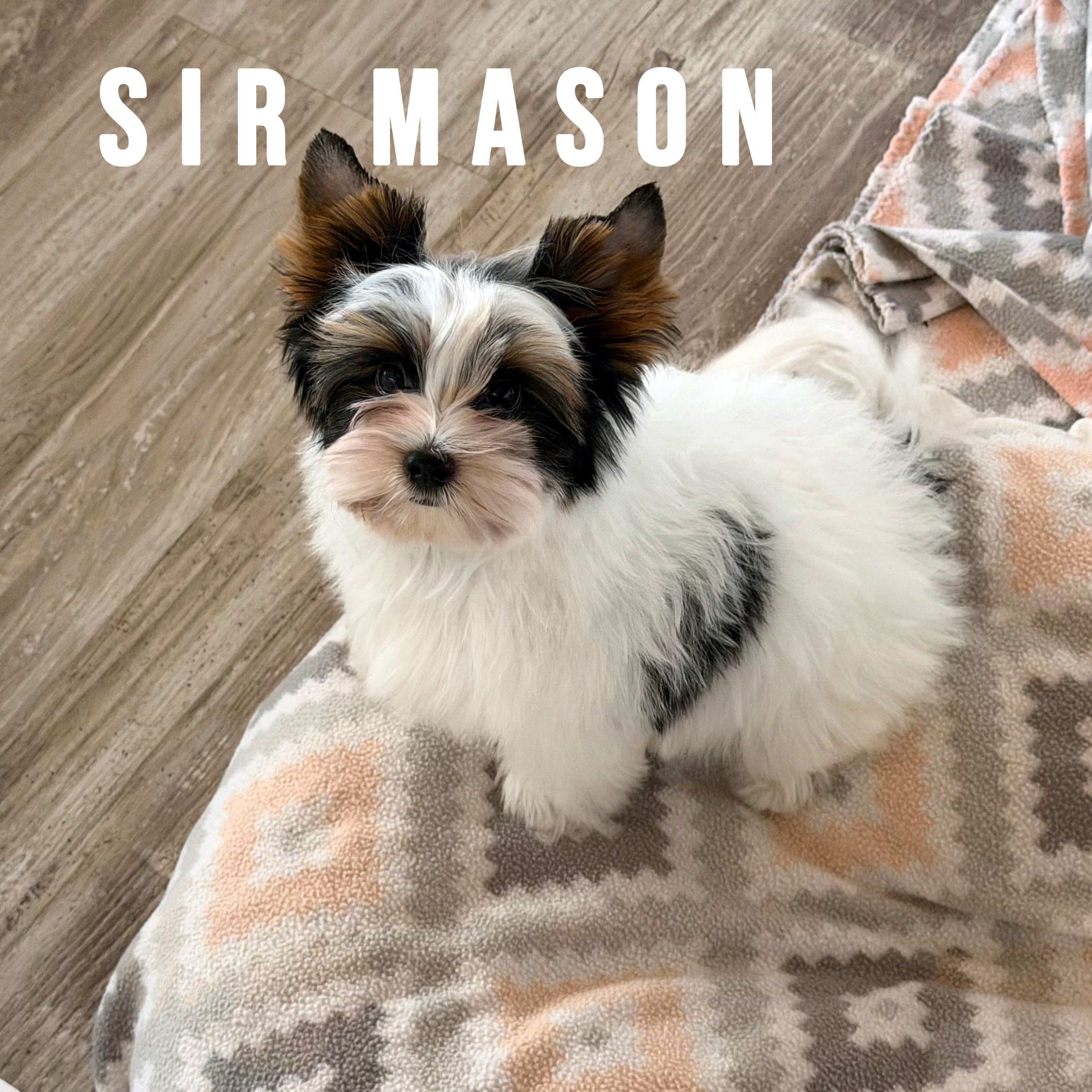 Biewer Terrier Puppy Boy Sir Mason
