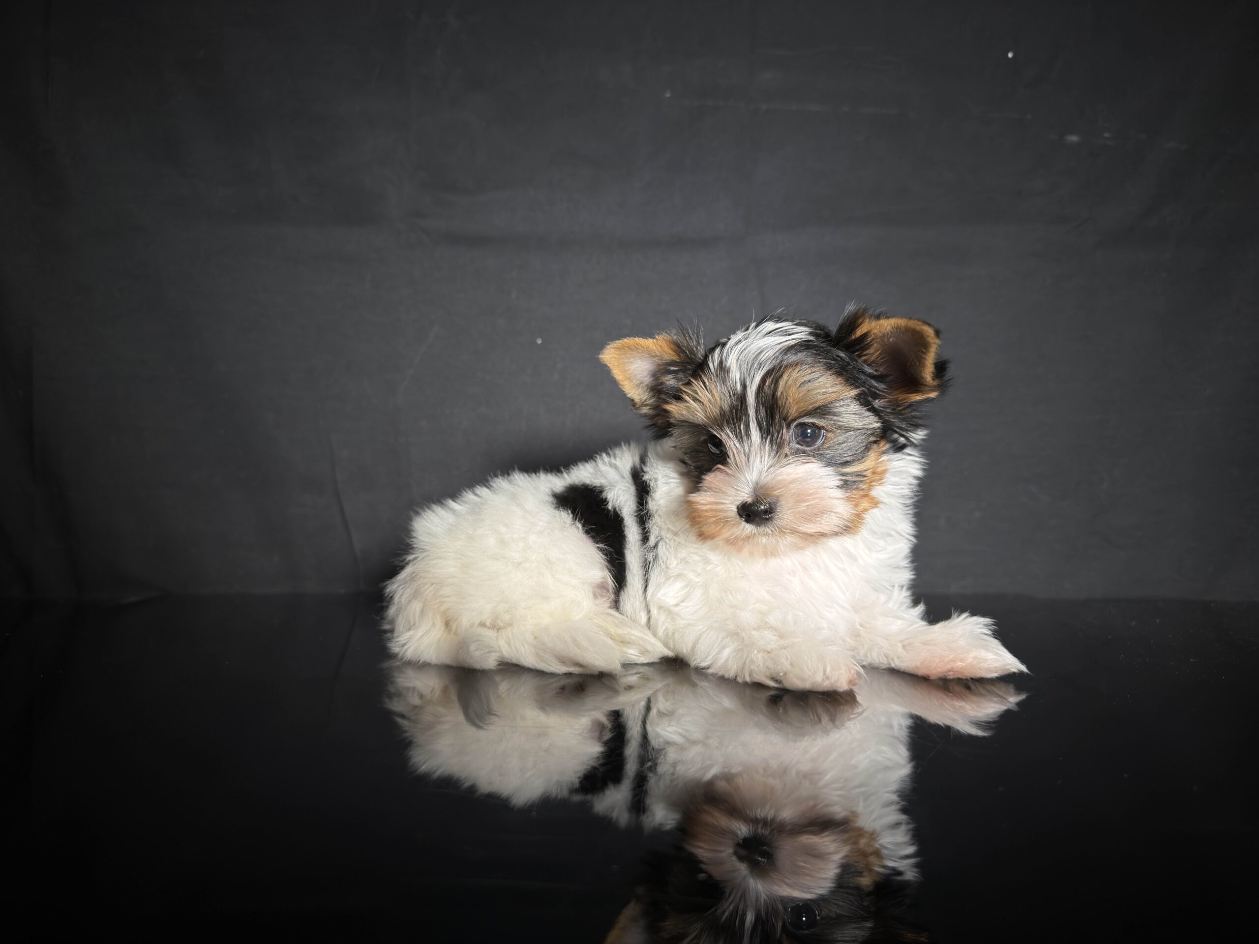 Biewer Terrier Puppy Boy Sir Nico - Image 2