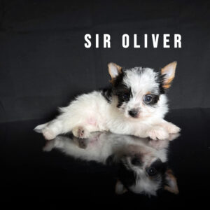 Biewer Terrier Mini Puppy Boy Sir Oliver