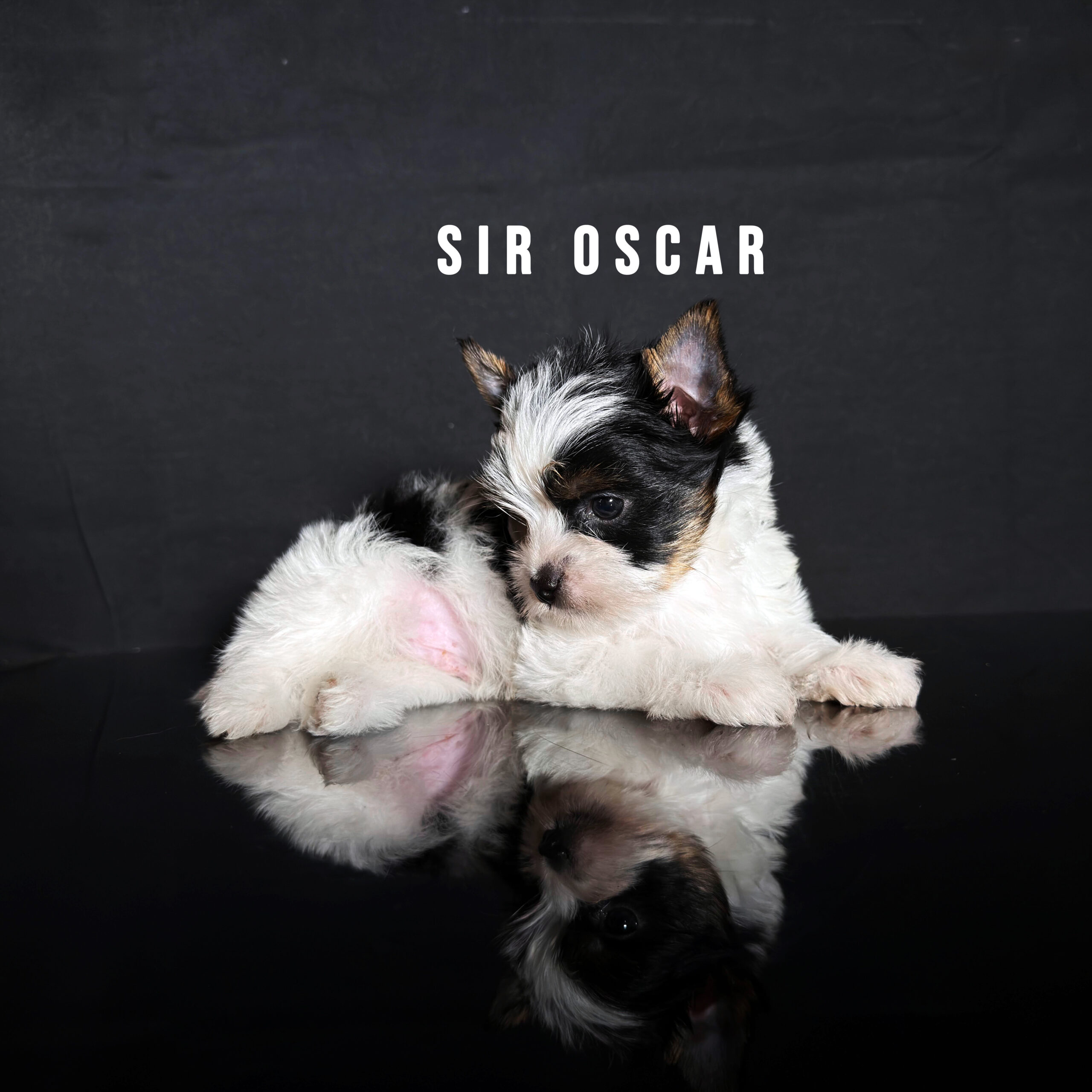Biewer Terrier Puppy Boy Sir Oscar - Image 2