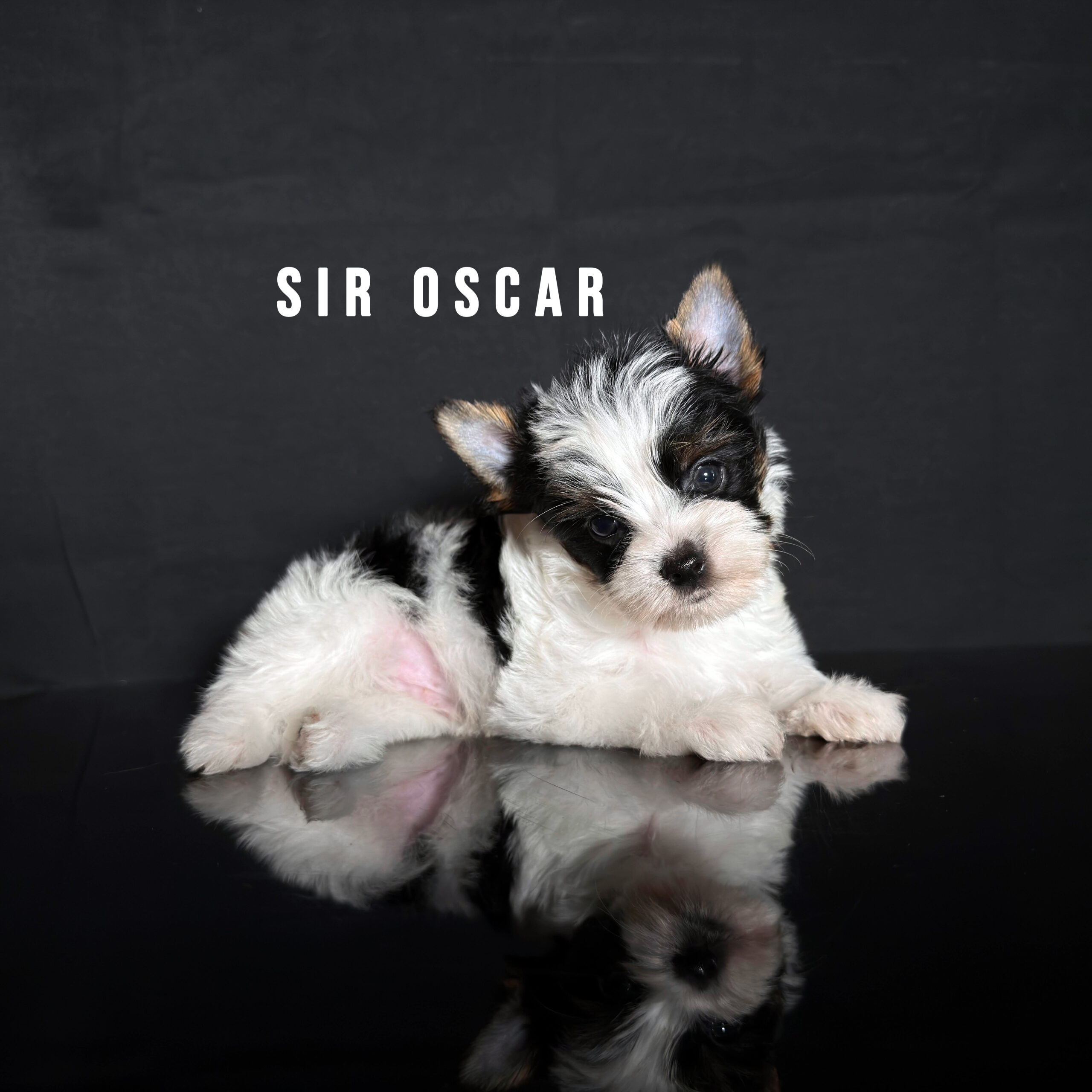 Biewer Terrier Puppy Boy Sir Oscar
