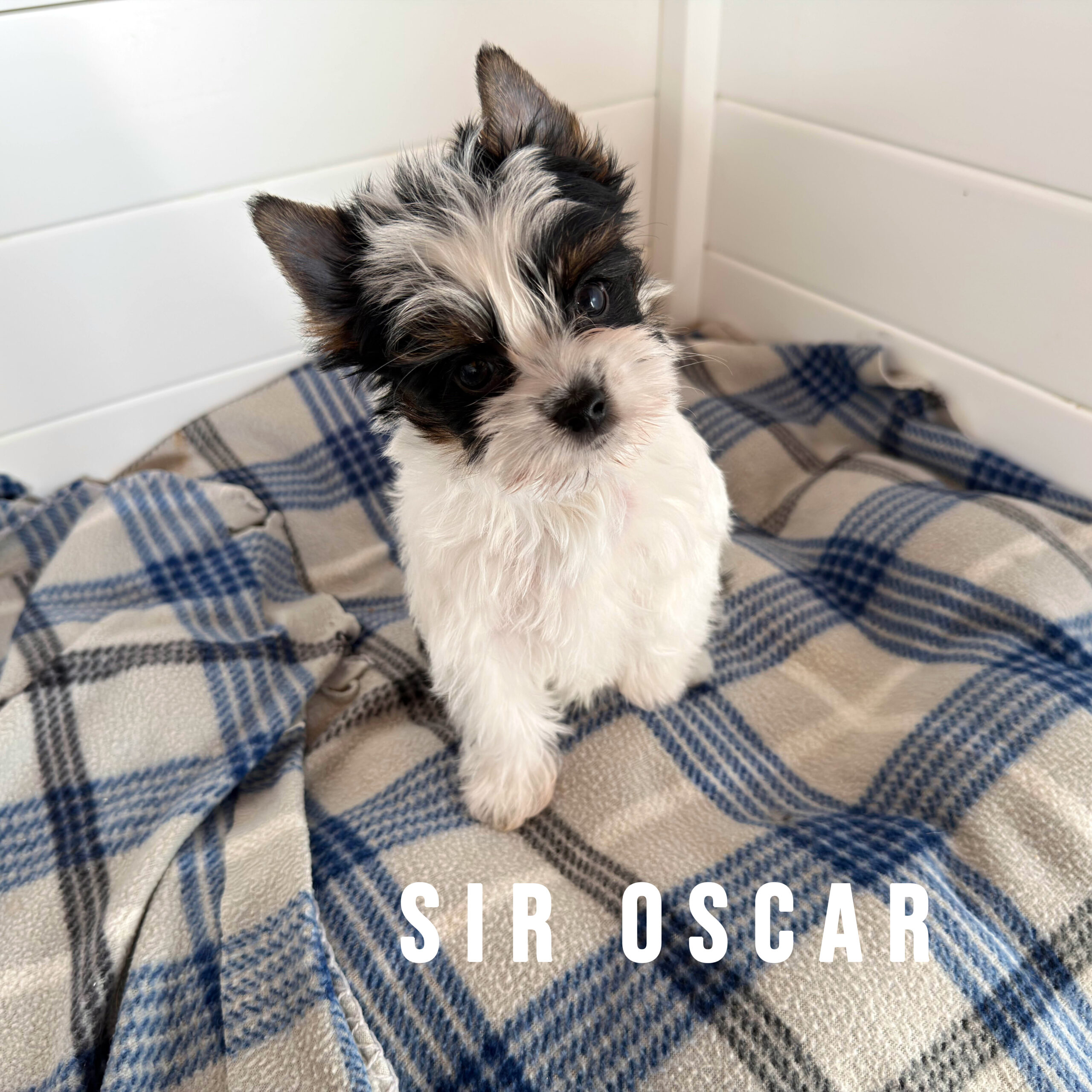 Biewer Terrier Puppy Boy Sir Oscar - Image 3