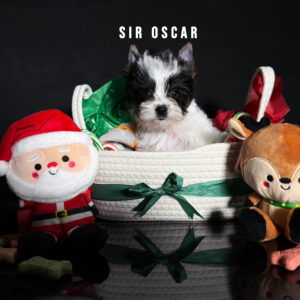Biewer Terrier Puppy Boy Sir Oscar