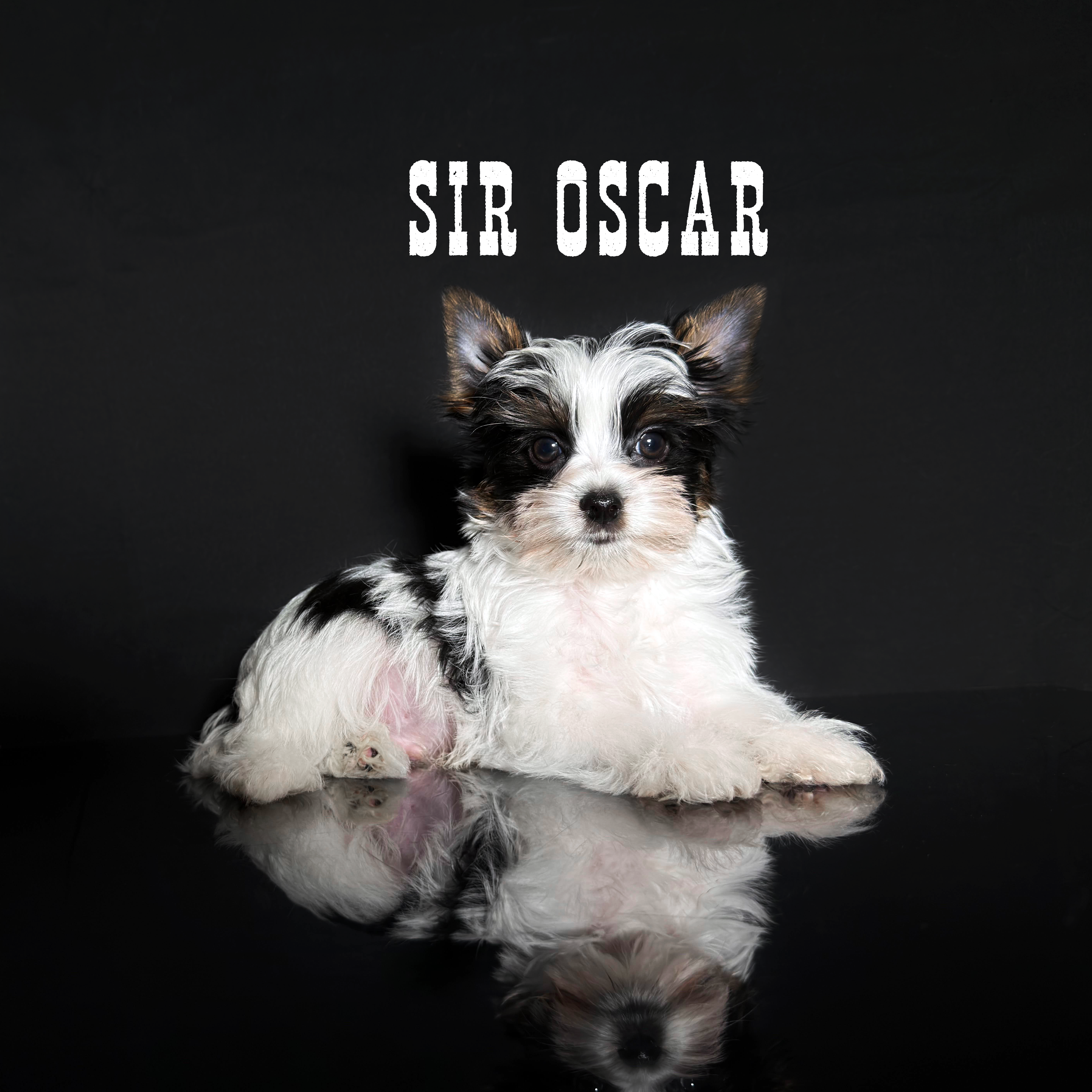 Biewer Terrier Puppy Boy Sir Oscar