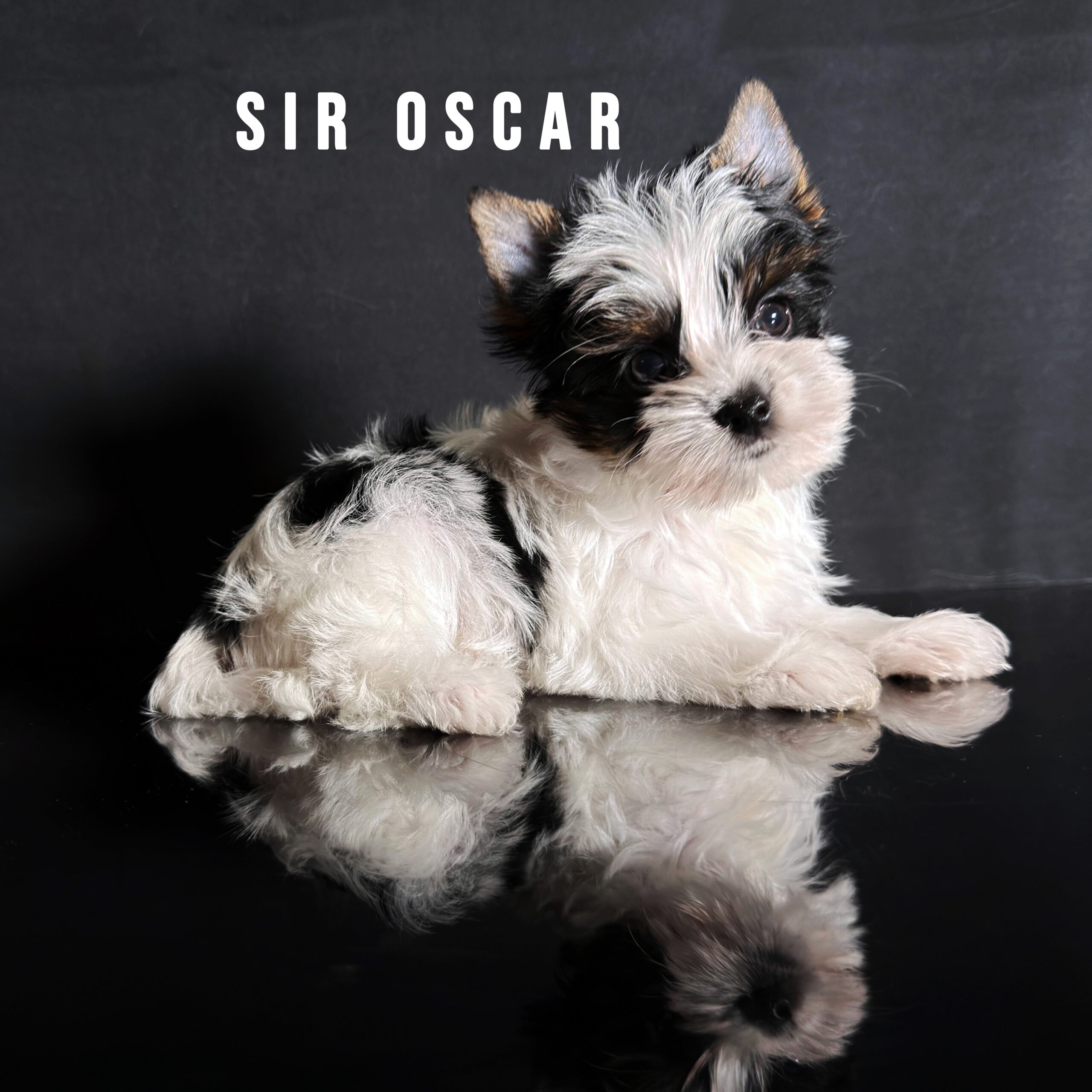 Biewer Terrier Puppy Boy Sir Oscar - Image 2