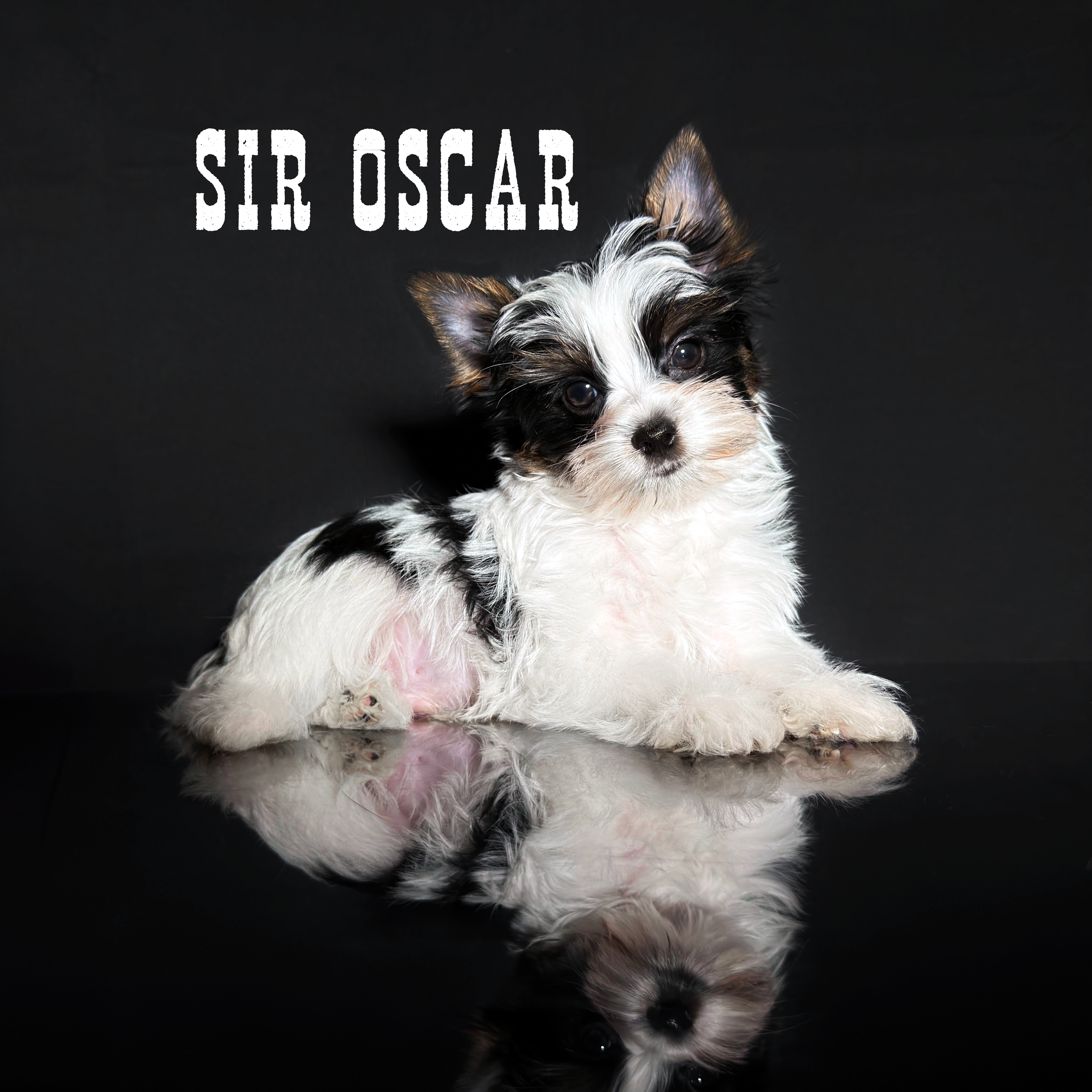 Biewer Terrier Puppy Boy Sir Oscar - Image 2