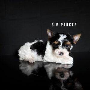 Biewer Terrier Puppy Boy Sir Parker