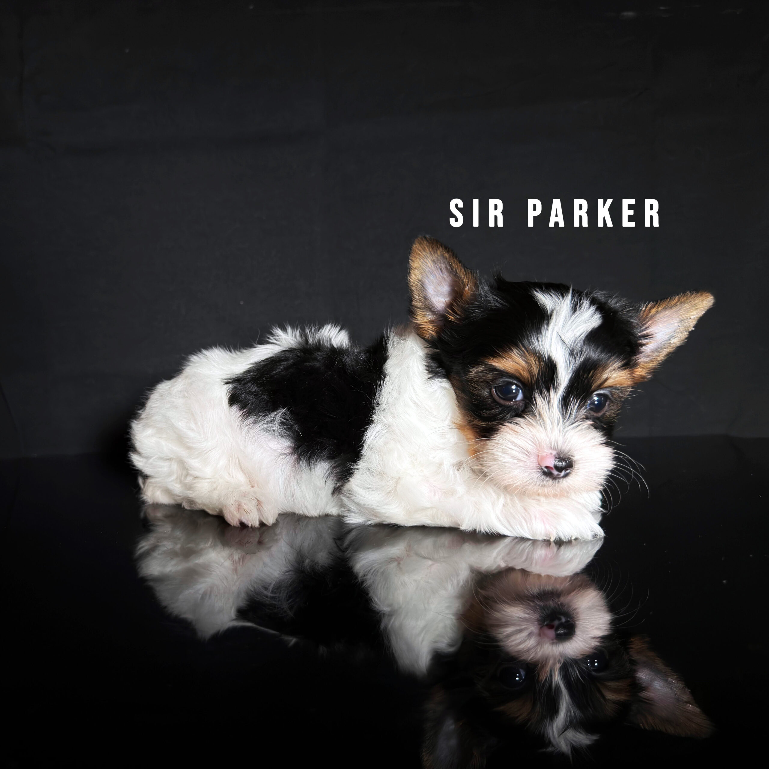 Biewer Terrier Puppy Boy Sir Parker - Image 2