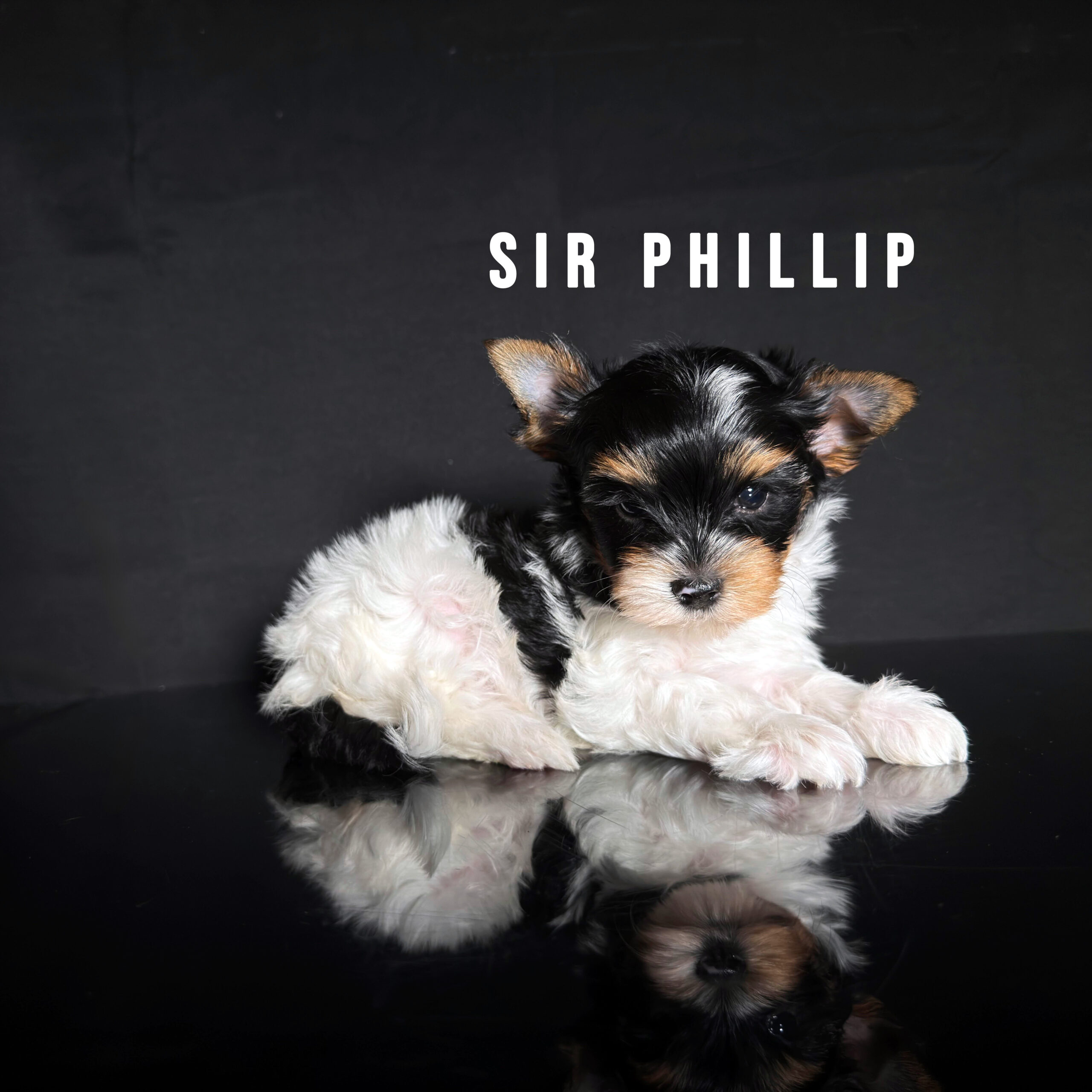Biewer Terrier Puppy Boy Sir Phillip - Image 2