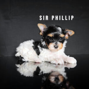 Biewer Terrier Puppy Boy Sir Phillip