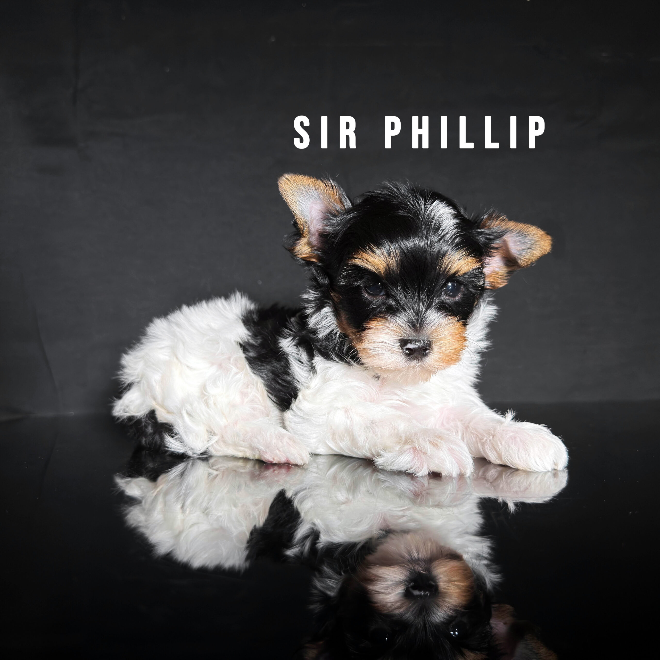 Biewer Terrier Puppy Boy Sir Phillip