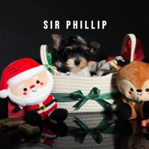 Biewer Terrier Puppy Boy Sir Phillip
