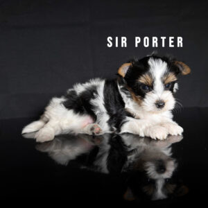 Biewer Terrier Puppy Boy Sir Porter