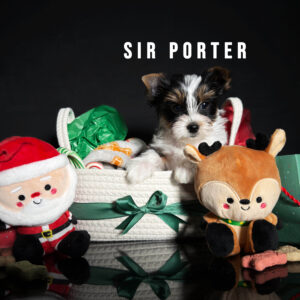 Biewer Terrier Puppy Boy Sir Porter