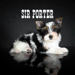Biewer Terrier Puppy Boy Sir Porter