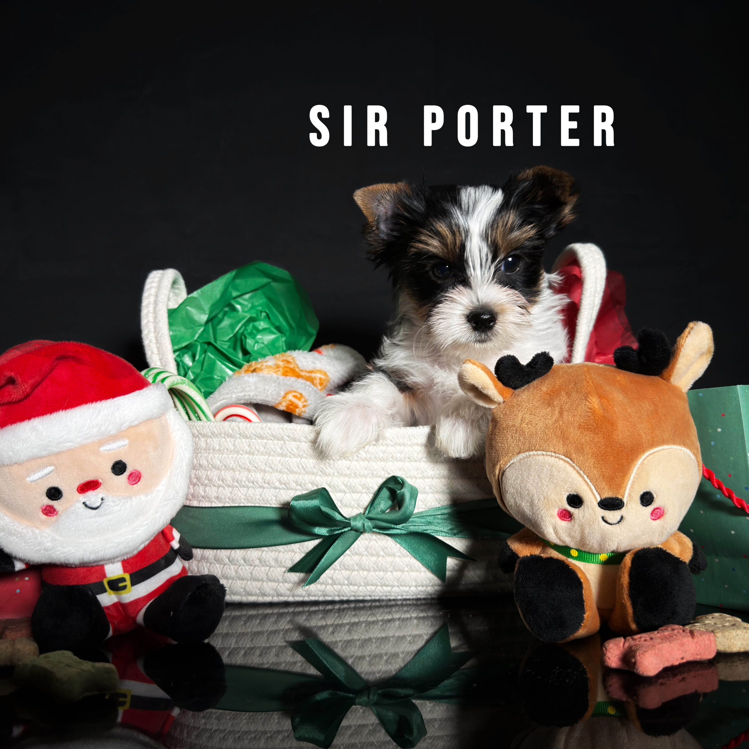 Biewer Terrier Puppy Boy Sir Porter