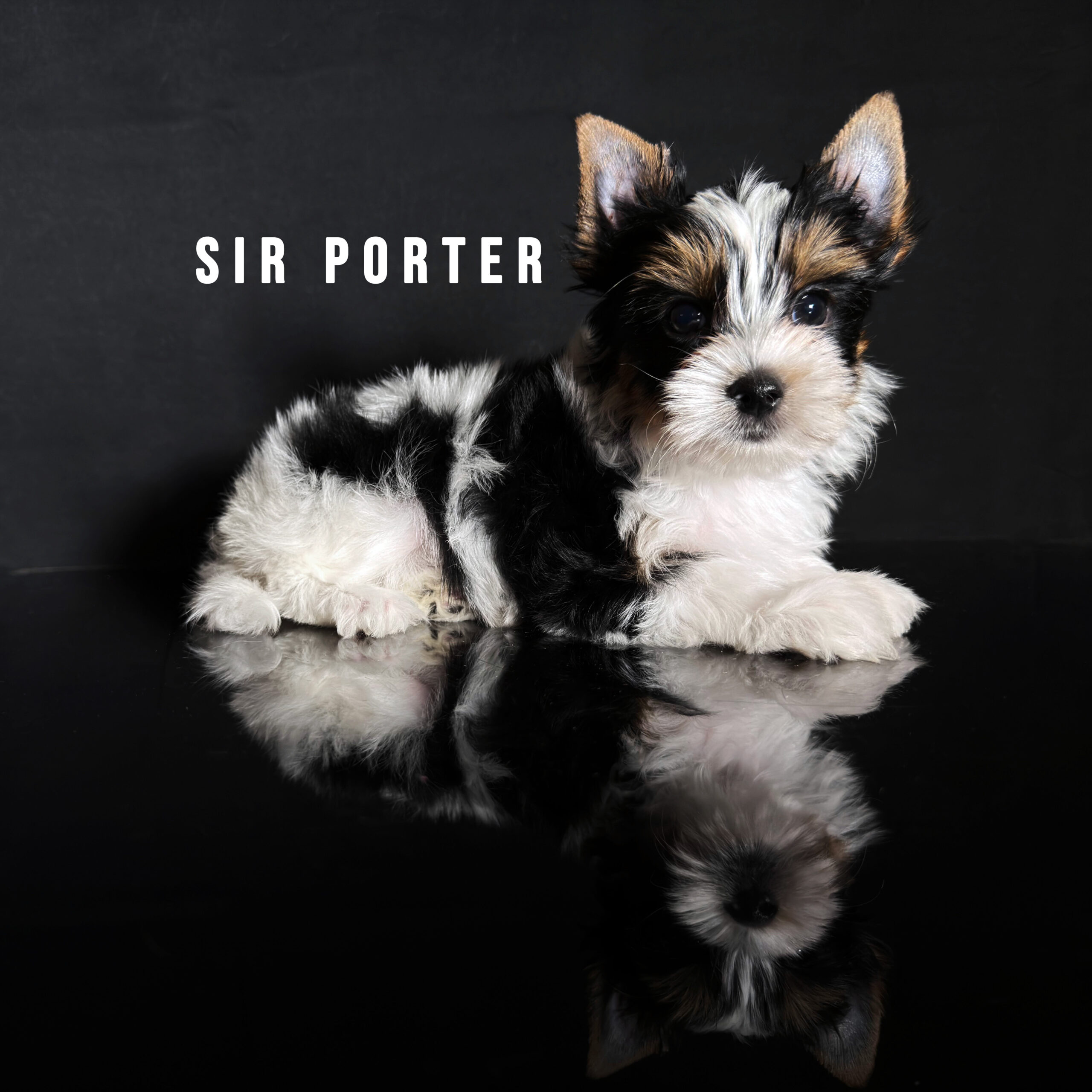Biewer Terrier Puppy Boy Sir Porter - Image 3