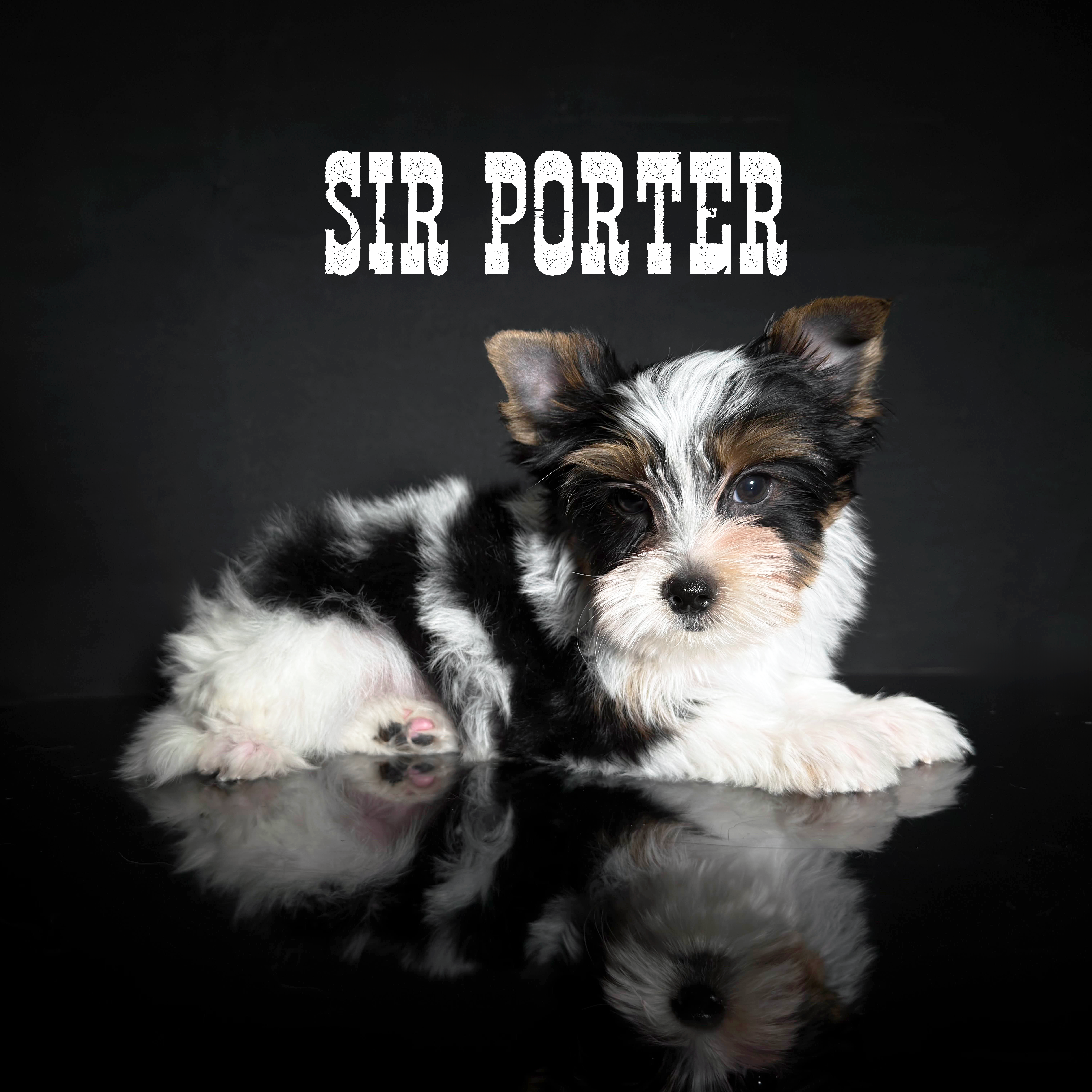 Biewer Terrier Puppy Boy Sir Porter - Image 2