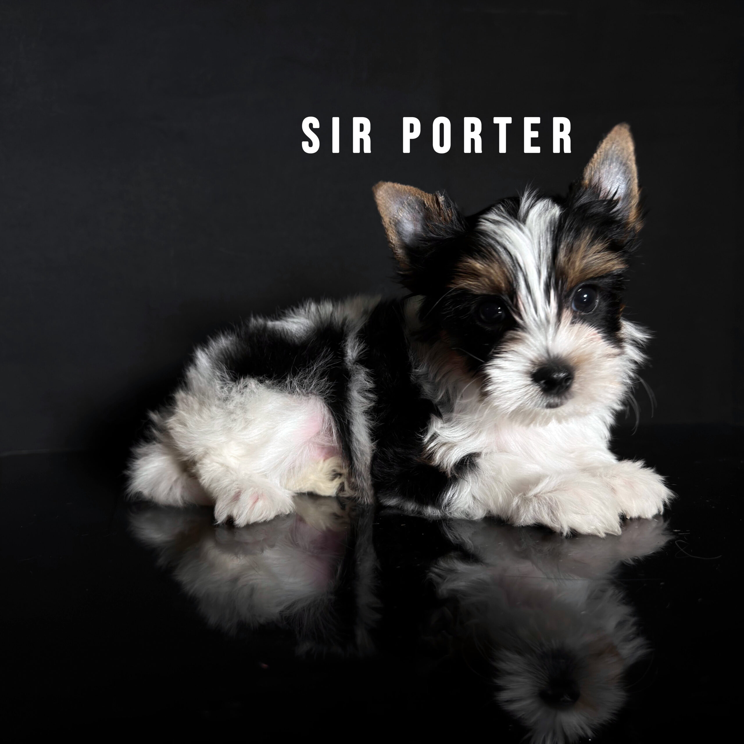 Biewer Terrier Puppy Boy Sir Porter - Image 2