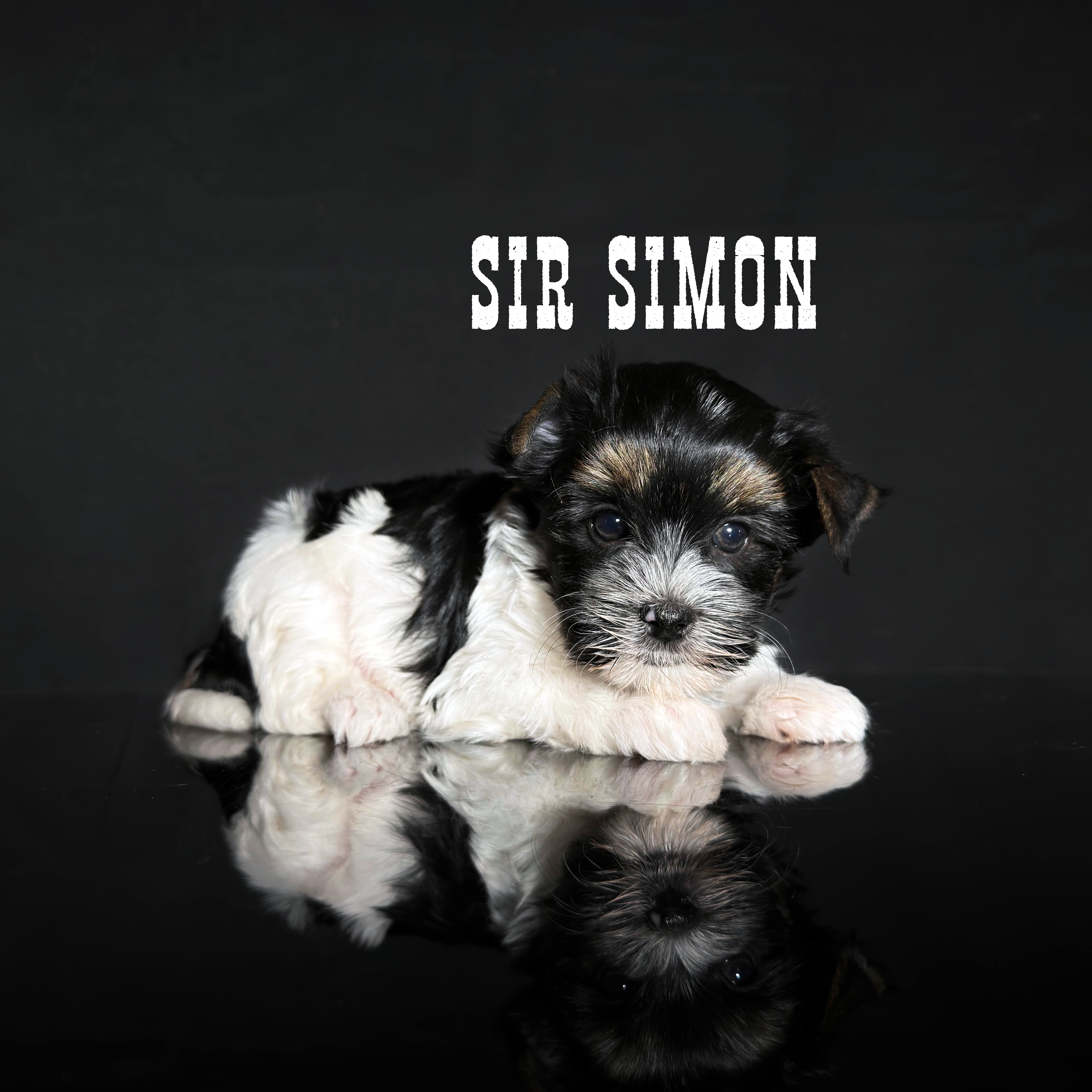 Biewer Terrier Puppy Boy Sir Simon