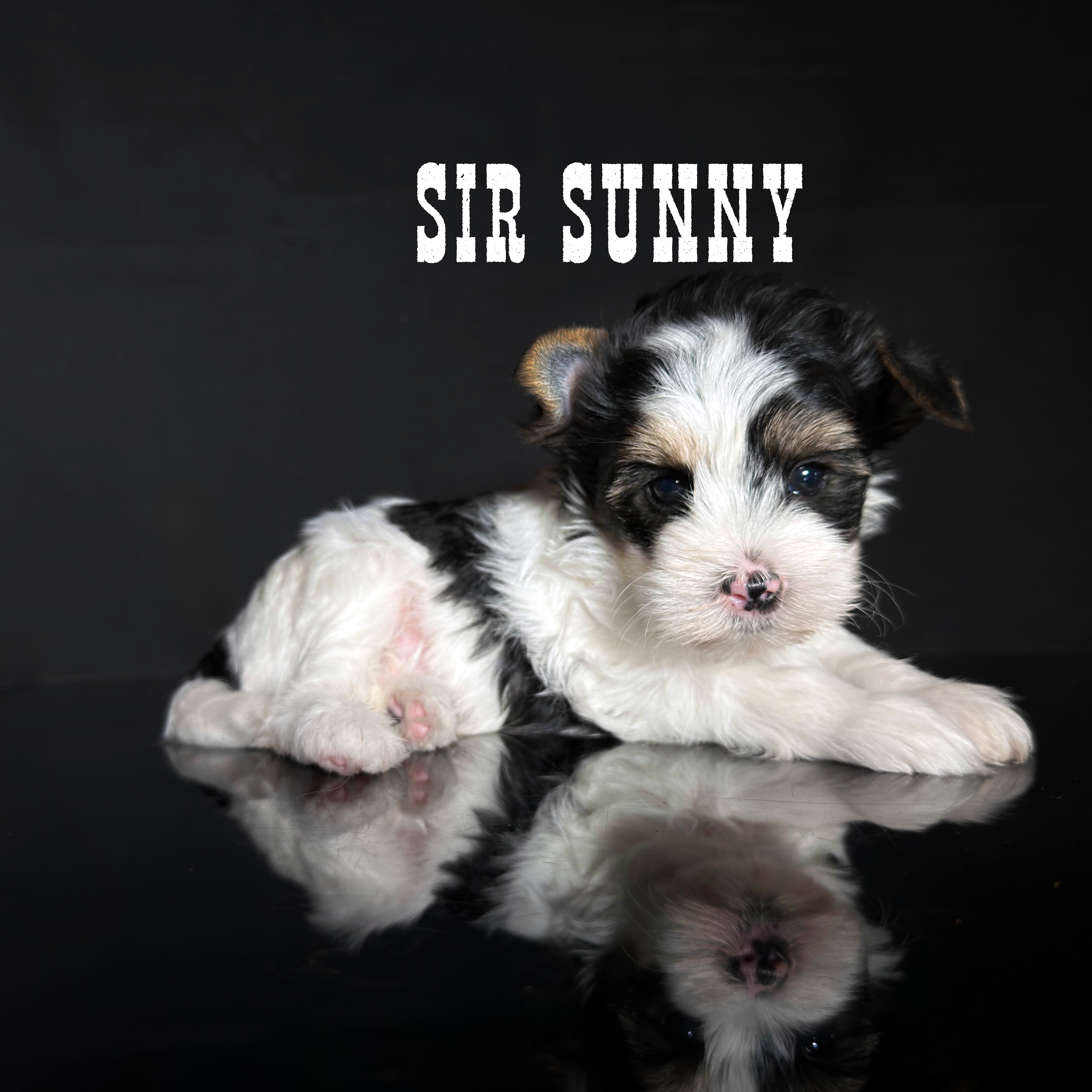 Biewer Terrier Puppy Boy Sir Sunny - Image 2