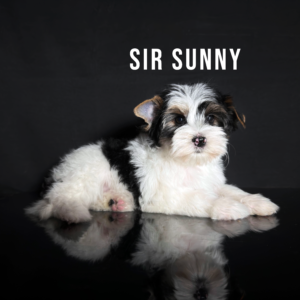Biewer Terrier Puppy Boy Sir Sunny