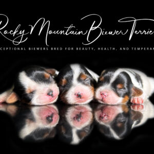 Biewer Terrier Puppy Boy Sir Valentin