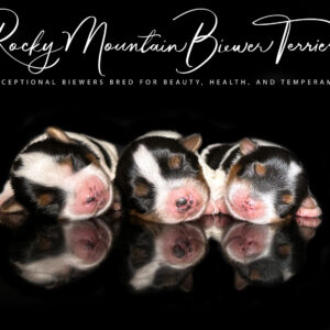 Biewer Terrier Puppy Boy Sir Tommy