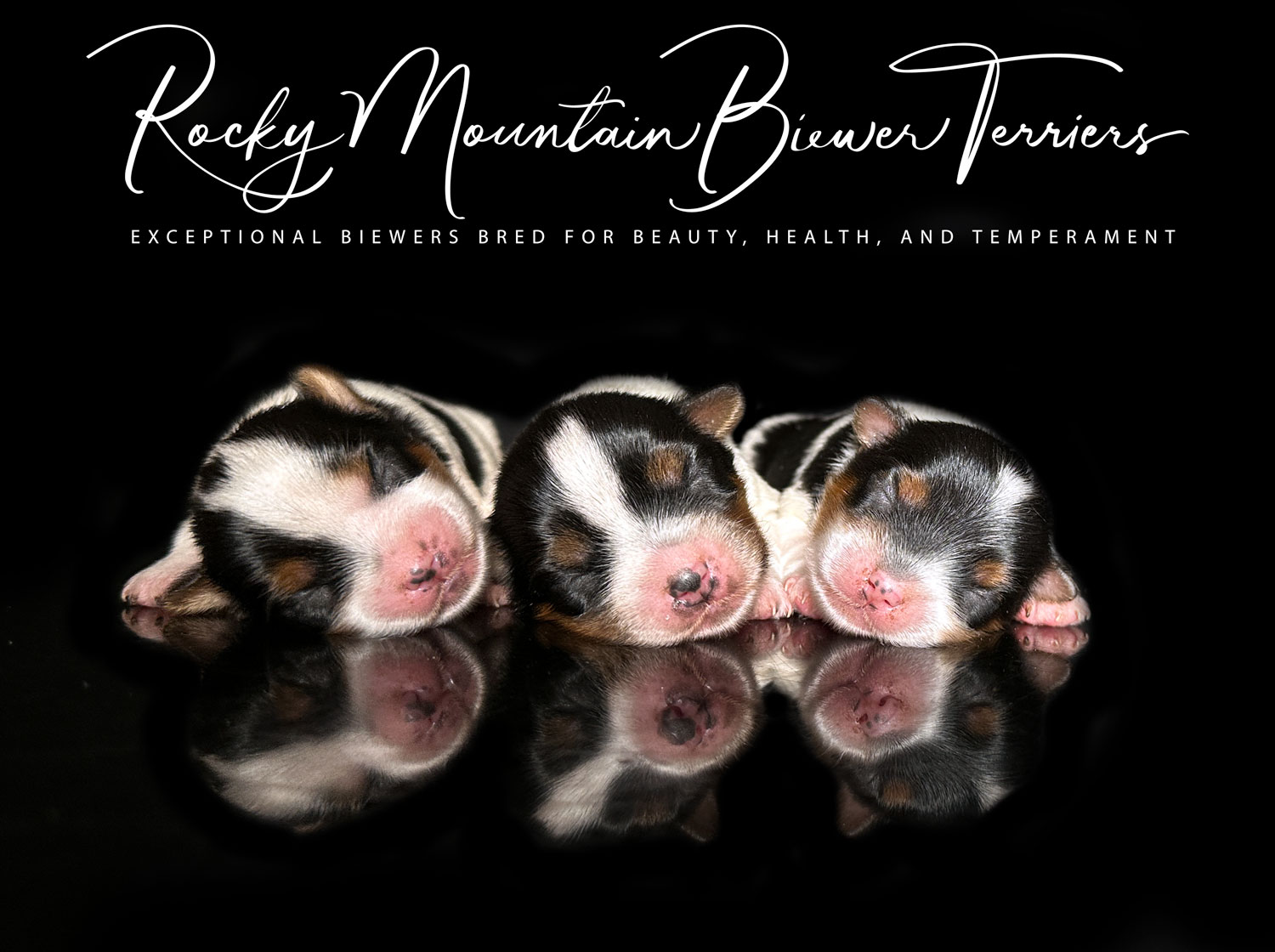 Biewer Terrier Puppy Boy Sir Tommy