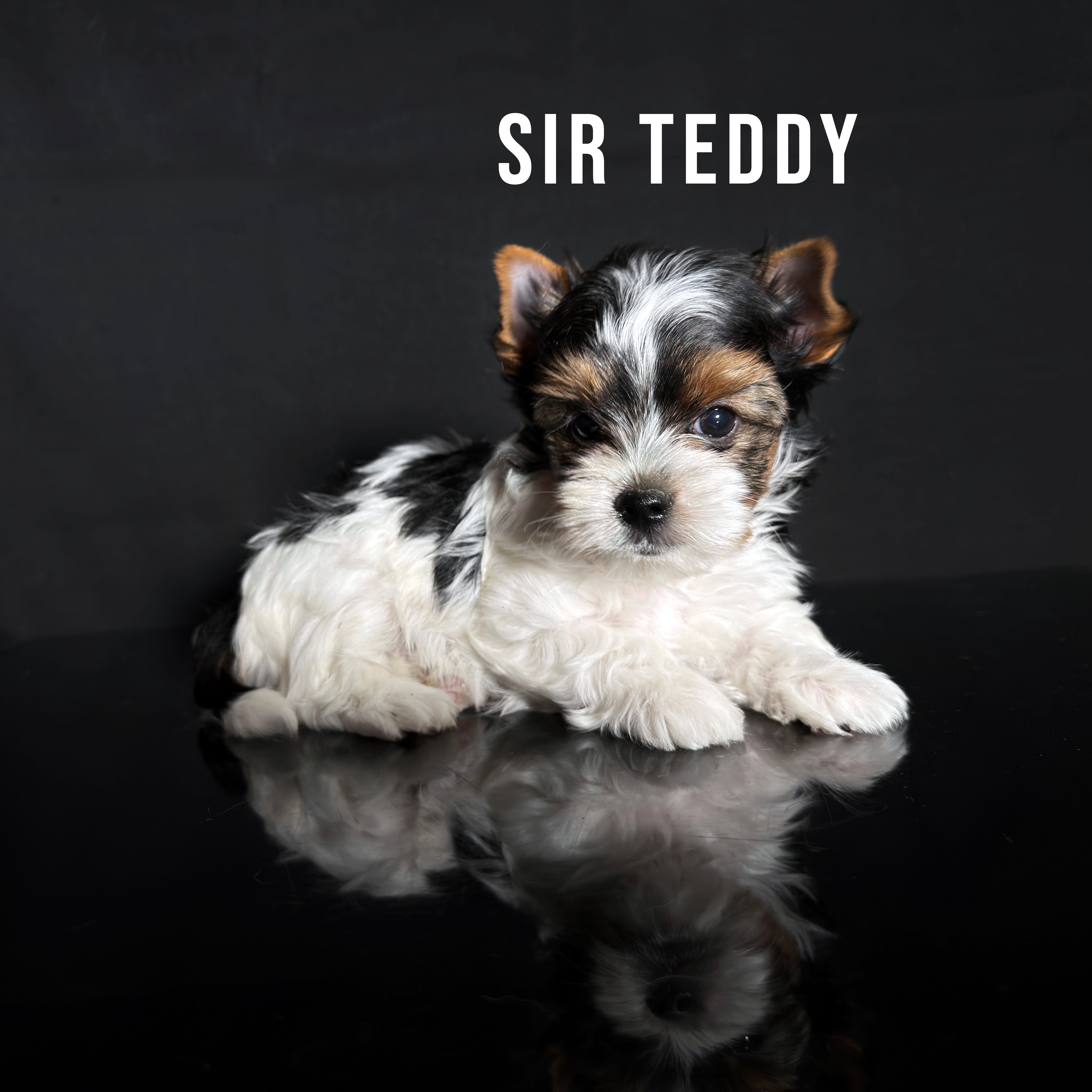 Biewer Terrier Puppy Boy Sir Teddy - Image 2
