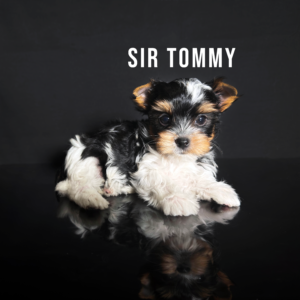 Biewer Terrier Puppy Boy Sir Tommy