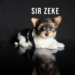 Biewer Terrier Puppy Boy Sir Zeke